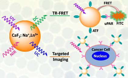 Researchers Use Ultrasmall Lanthanide-Doped CaF2 Nanoprobes for Time-Resolved Luminescent Biodetection