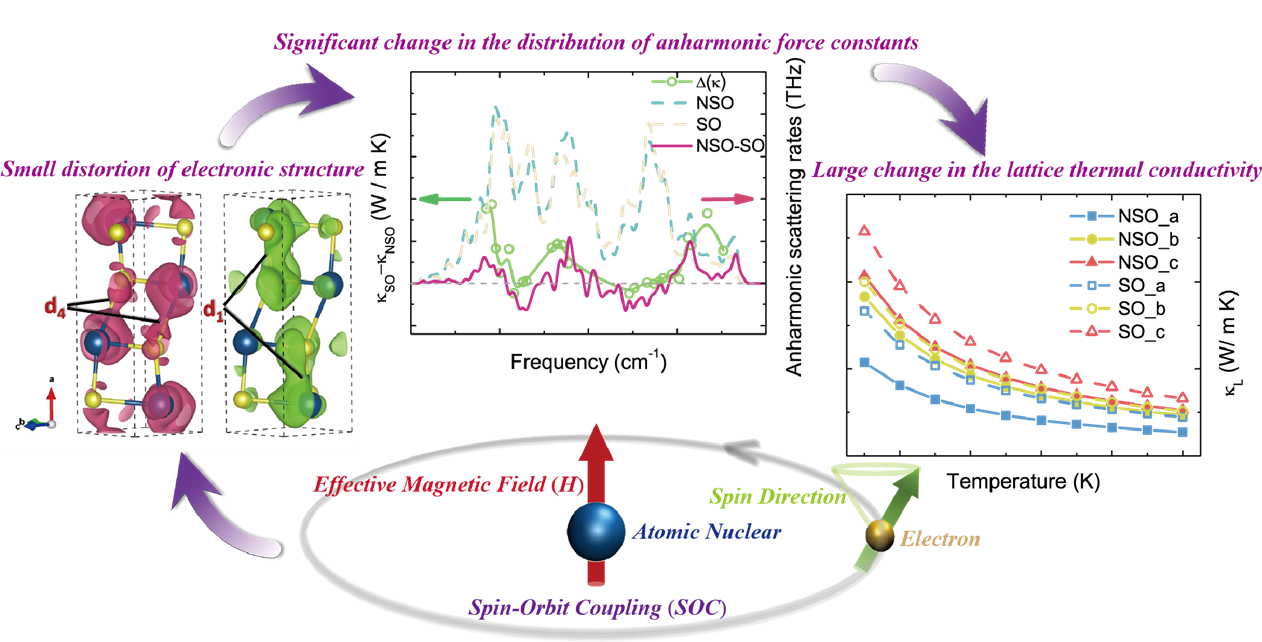 Coupling of Spin-Orbit Interaction with Phonon Anharmonicity Leads to Significant Impact on Thermoelectricity in SnSe