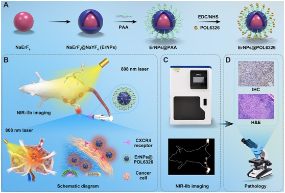 Novel Nanoprobe Helps Realize In Vivo Real-time Detection of Sentinel Lymph Node Metastases in Breast Cancer