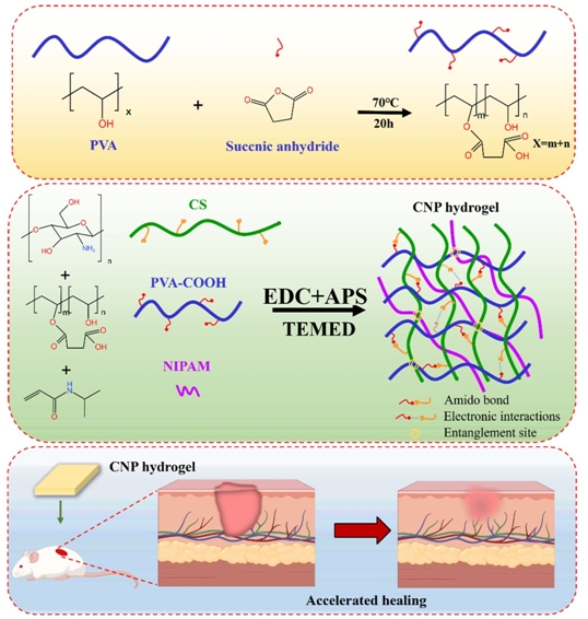 Chitosan/carboxylated Polyvinyl Alcohol /poly(N-isopropyacrylamide) Hydrogel Promotes Fast Wound Healing