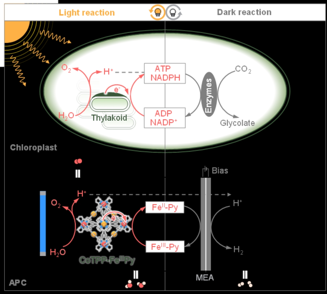 Researchers Develop Chloroplast-inspired Artificial Photosynthetic Cell for Efficient Solar-to-chemical Conversion