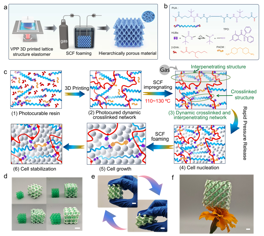 Researchers Develop Sustainable, High-performance 3D-printed Foams with Dynamic Network Engineering