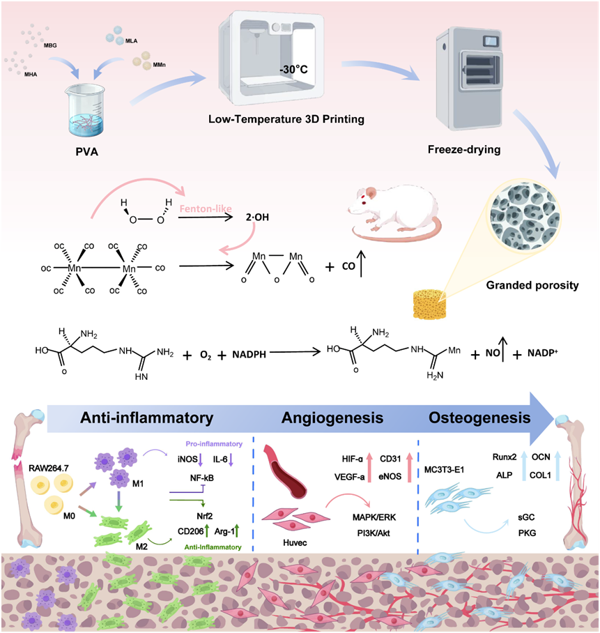 Cryogenic 3D Printed Scaffold with CO/NO Dual Gas Release Orchestrates Sequential Bone Regeneration